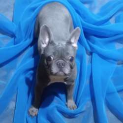 Девочка французский бульдог. Окрас blue