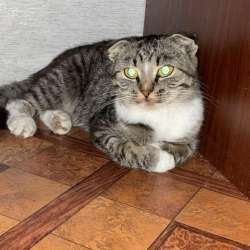 Кошка