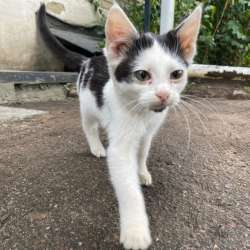 отдам котёнка в добрые руки