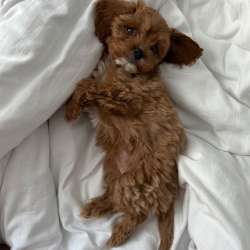 Cavapoo! Щенки Кавапу