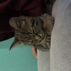 Котенок даром