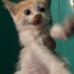 котята , мыски в Междуреченске