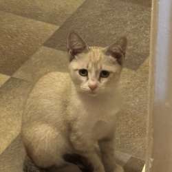 Котенок в добрые руки в Уфе