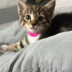 Отдам котят