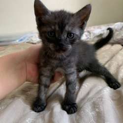 Отдам в добрые руки котят в Воронеже фото 8