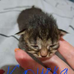 Котята , ищут дом в Костроме фото 5