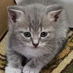 Шотландский вислоухий котенок в Тимашевске
