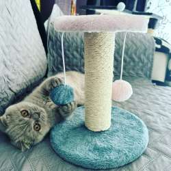 Scottish Fold фото 11
