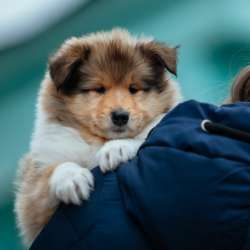 Collie rough Puppies