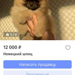 Куплю щенка микро шпица