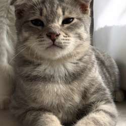 Котенок в добрые руки в Краснодаре фото 5