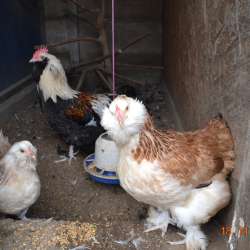 Продам породистых петушков фото 3