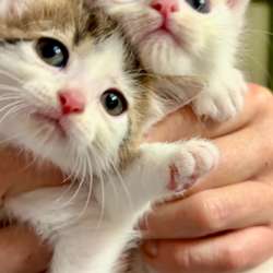 Котята в добрые руки в Ульяновске