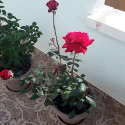 Продам розы цветущие фото 3
