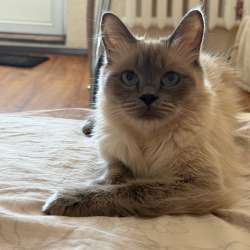 Невские маскарадные котята в Ростове-на-Дону
