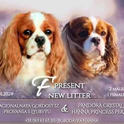 Cavalier king ? фото 3