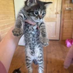 Котята бесплатно