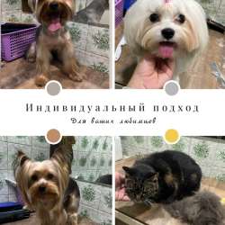 Груминг собак и кошек в Краснодаре