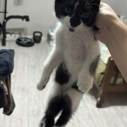 отдает котят в добрые руки в Южно-Сахалинске