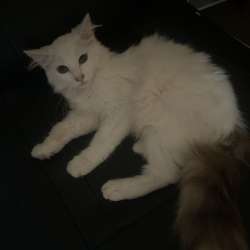 Отдам котят в добрые руки в Первоуральске