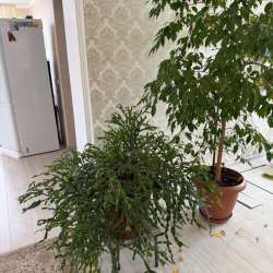Цветы в Черкесске фото 3