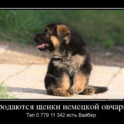 Продаются щенки немецкой овчарки! фото 19