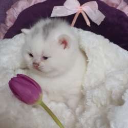 Британские котята, разного возраста, большой выбор фото 7