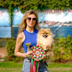 Pomeranian puppy
