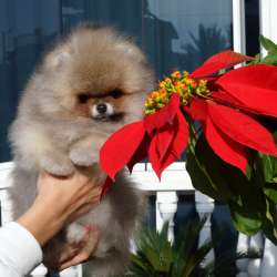 Pomeranian boo male. 2 months