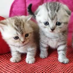 Scottish fold. male, Scottish strait female. Document фото 5
