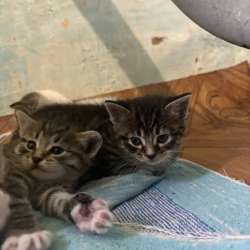 Котята