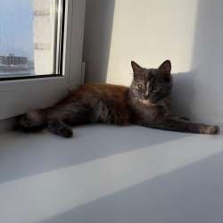 Котенок в Чебоксарах фото 3