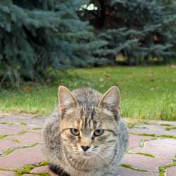 Котята в Казани