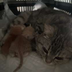 Кошка и котята в добрые руки
