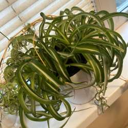 Большой, пышный хлорофитум в Москве