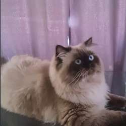 Гималайский котик