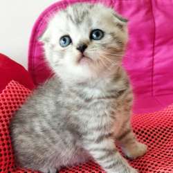 Скоттиш фолд и Скоттиш страйт шиншиллыРодословная фото 3