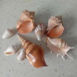 Морские раковины.