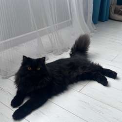 Персидский котик в Уфе фото 5