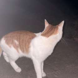 Котик ищет дом в Подольске фото 3