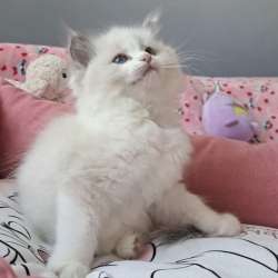 Самый нежный котенок Рэгдолл в Москве фото 5