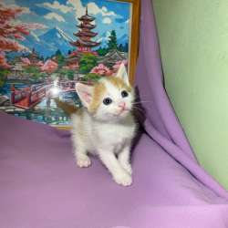Котенок в добрые руки