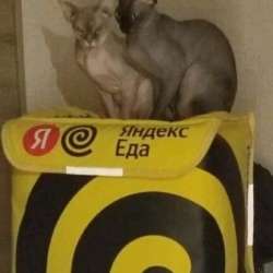 Работа в Яндекс.еда + бонус от меня