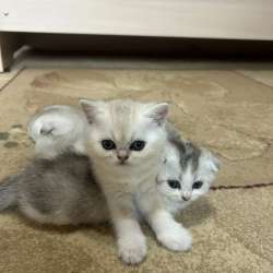 Шотландские котята