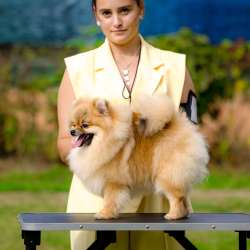 Pomeranian puppy