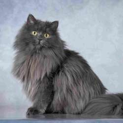 Нежная ласковая кошечка Котюня