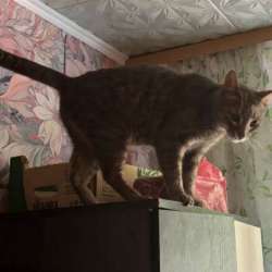 Молодой Котик! в Волжский