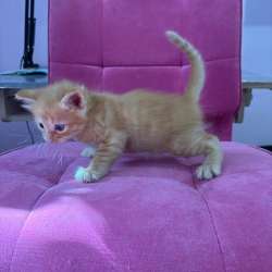 Котята ищут дом??‍⬛ в Краснодаре фото 6