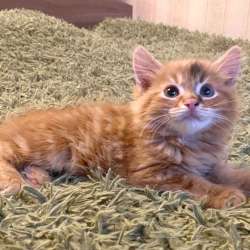 Котенок в добрые руки. Рыжий Морковкин в Москве фото 4