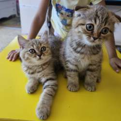Шотландские котята фото 3